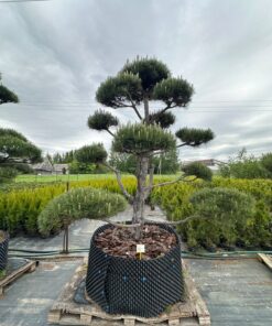 Pušis Juodoji Bonsai 300-400 cm