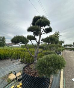 Alternative view of Pušis Juodoji Bonsai 300-400 cm