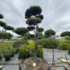 Pušis Juodoji Bonsai 300-400 cm – A0462