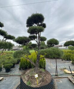 Pušis Juodoji Bonsai 300-400 cm