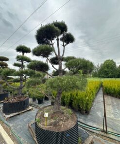 Alternative view of Pušis Juodoji Bonsai 300-400 cm