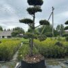 Pušis Juodoji Bonsai 300-400 cm – A0465