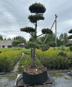 Pušis Juodoji Bonsai 300-400 cm