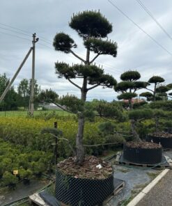 Alternative view of Pušis Juodoji Bonsai 300-400 cm
