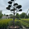 Pušis Juodoji Bonsai 300-400 cm – A0465