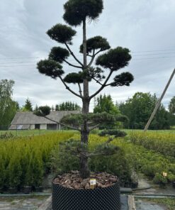Pušis Juodoji Bonsai 300-400 cm