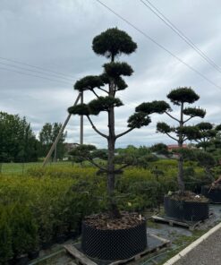 Pušis Juodoji Bonsai 300-400 cm - Image 2