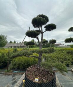 Pušis Juodoji Bonsai 300-400 cm