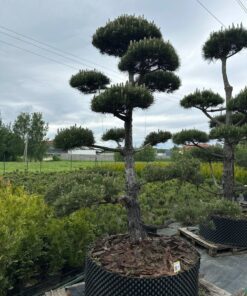 Pušis Juodoji Bonsai 300-400 cm - Image 2