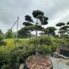 Pušis Juodoji Bonsai 300-400 cm – A0468