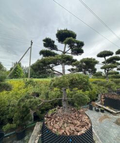 Pušis Juodoji Bonsai 300-400 cm