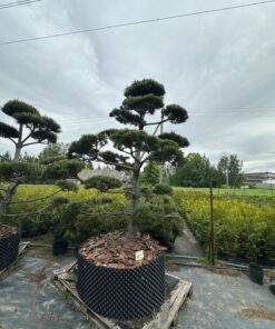 Alternative view of Pušis Juodoji Bonsai 300-400 cm