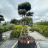 Pušis Juodoji Bonsai 17 150-300 cm – A0471