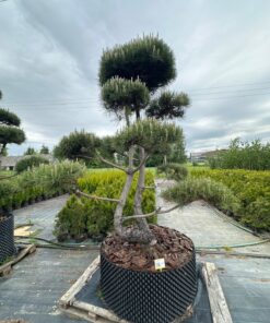 Pušis Juodoji Bonsai 300-400 cm