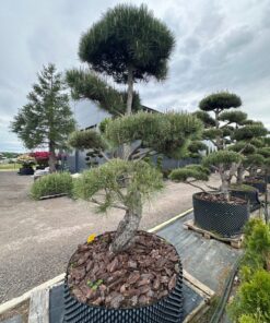 Alternative view of Pušis Juodoji Bonsai 300-400 cm
