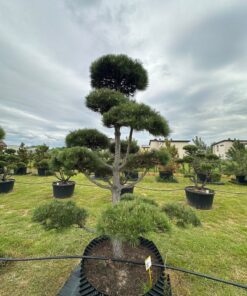 Alternative view of Pušis Juodoji Bonsai 1 150-300 cm