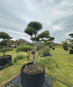 Pušis Juodoji Bonsai 16 150-300 cm
