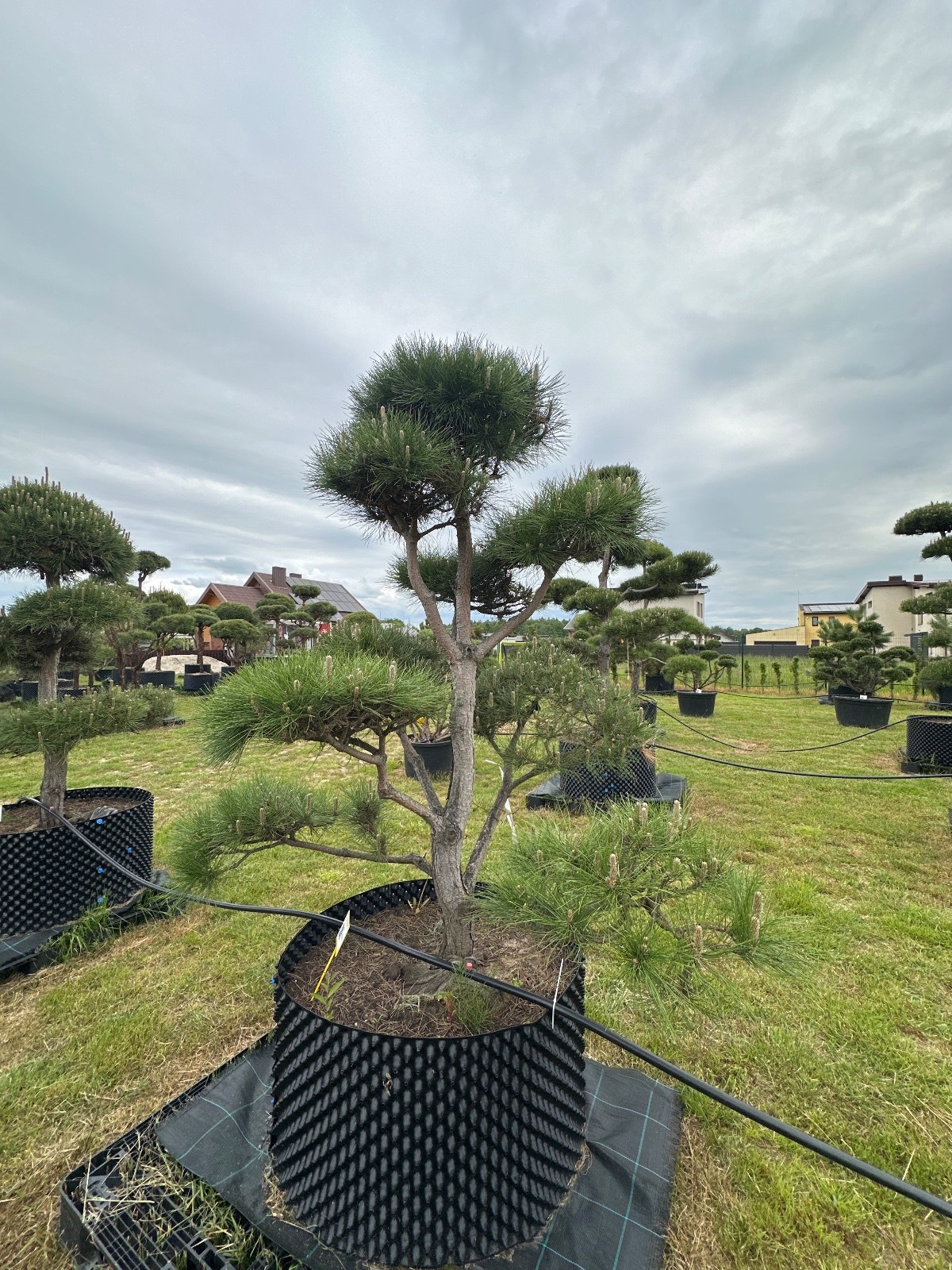 Pušis Juodoji Bonsai 16 150-300 cm