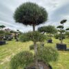 Pušis Juodoji Bonsai 2 150-300 cm – A0477