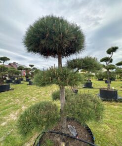 Pušis Juodoji Bonsai 15 150-300 cm