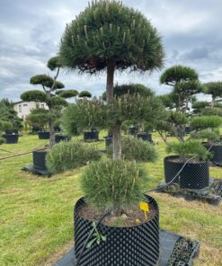 Alternative view of Pušis Juodoji Bonsai 15 150-300 cm