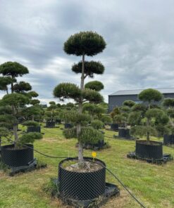 Pušis Juodoji Bonsai 18 150-300 cm