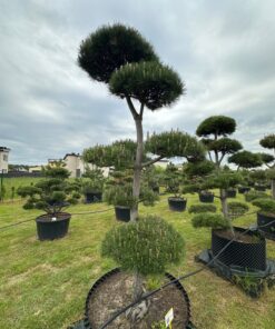 Alternative view of Pušis Juodoji Bonsai 18 150-300 cm