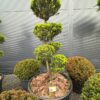Kukmedis Bonsai 34 180-220 cm – A0496