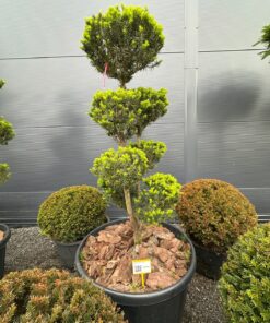Kukmedis Bonsai 33 180-220 cm