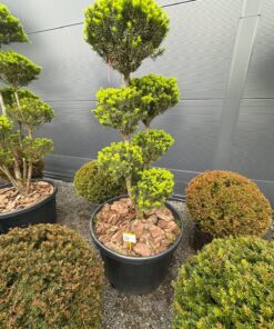 Alternative view of Kukmedis Bonsai 33 180-220 cm