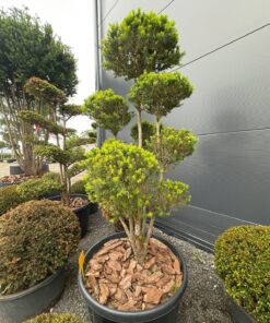 Kukmedis Bonsai 34 180-220 cm