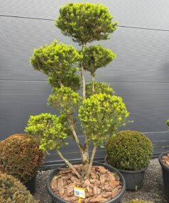Kukmedis Bonsai 34 180-220 cm - Image 2