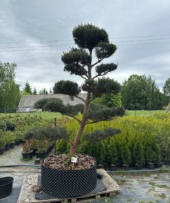 Pušis paprastoji Glauca 300-350 cm