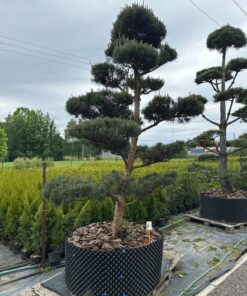 Alternative view of Pušis paprastoji Glauca 300-350 cm