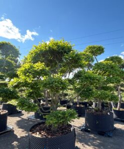 Skroblas paprastasis Bonsai 250-300 cm