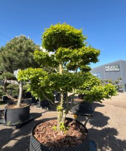 Skroblas paprastasis Bonsai 250-300 cm