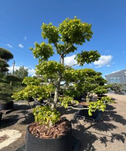 Skroblas paprastasis Bonsai 250-300 cm