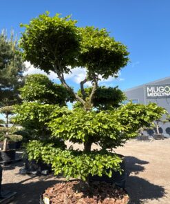 Skroblas paprastasis Bonsai 300-350 cm