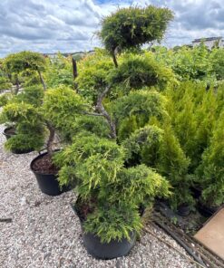 Kadagys Bonsai 110-140 cm