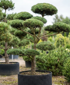 Bonsai